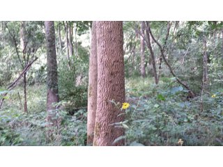 Property photo 6 - Real Estate Auction - 125.5 Acres in 6 Tracts - Tillable Farmland, Country Home, Building Sites, Wooded Land